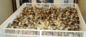 pheasants hatchery folks declining release